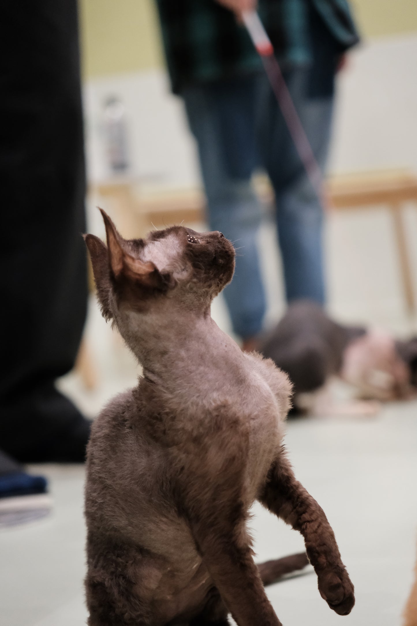 動物たちと会いましょう!