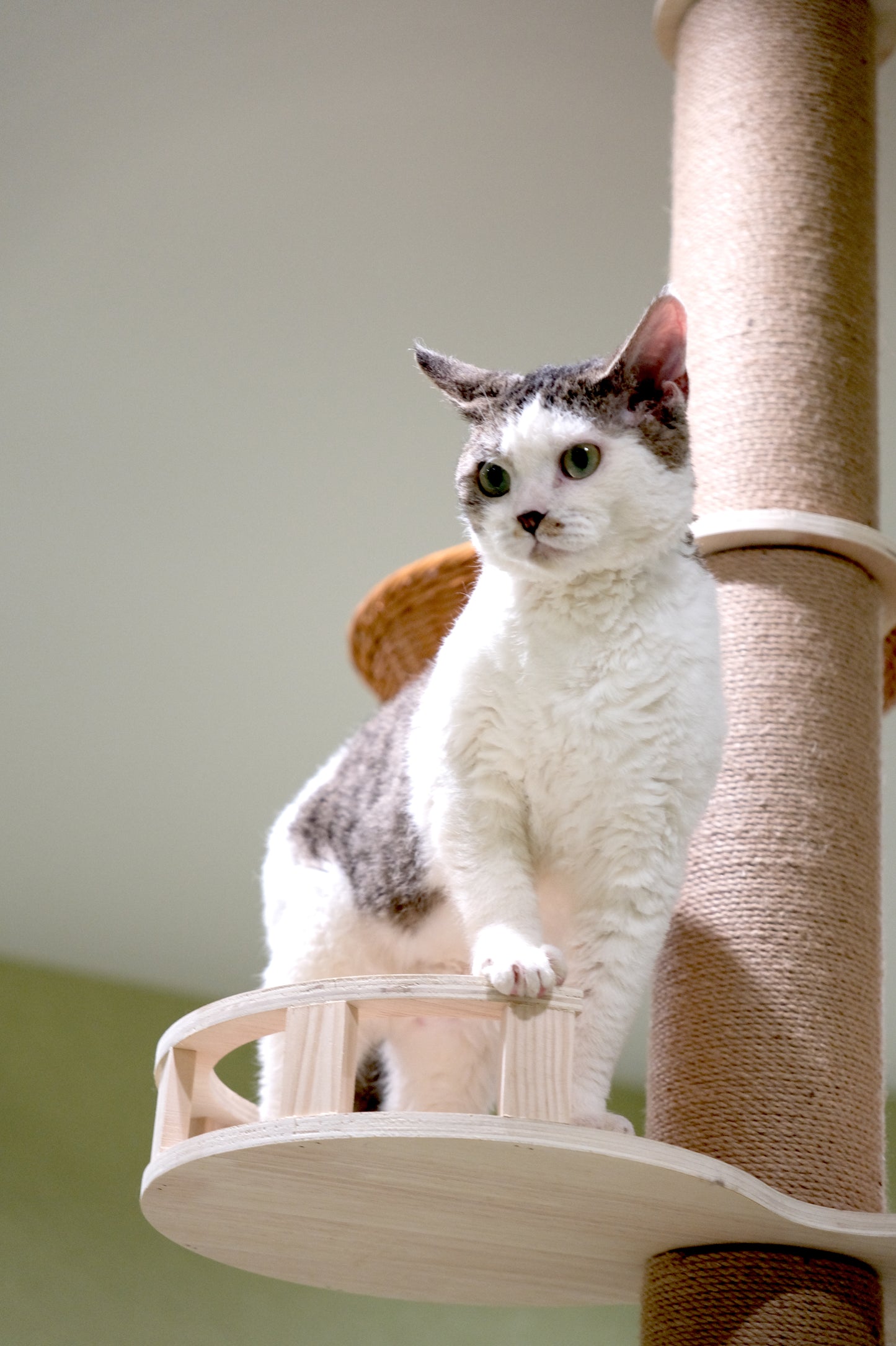 動物たちと会いましょう！