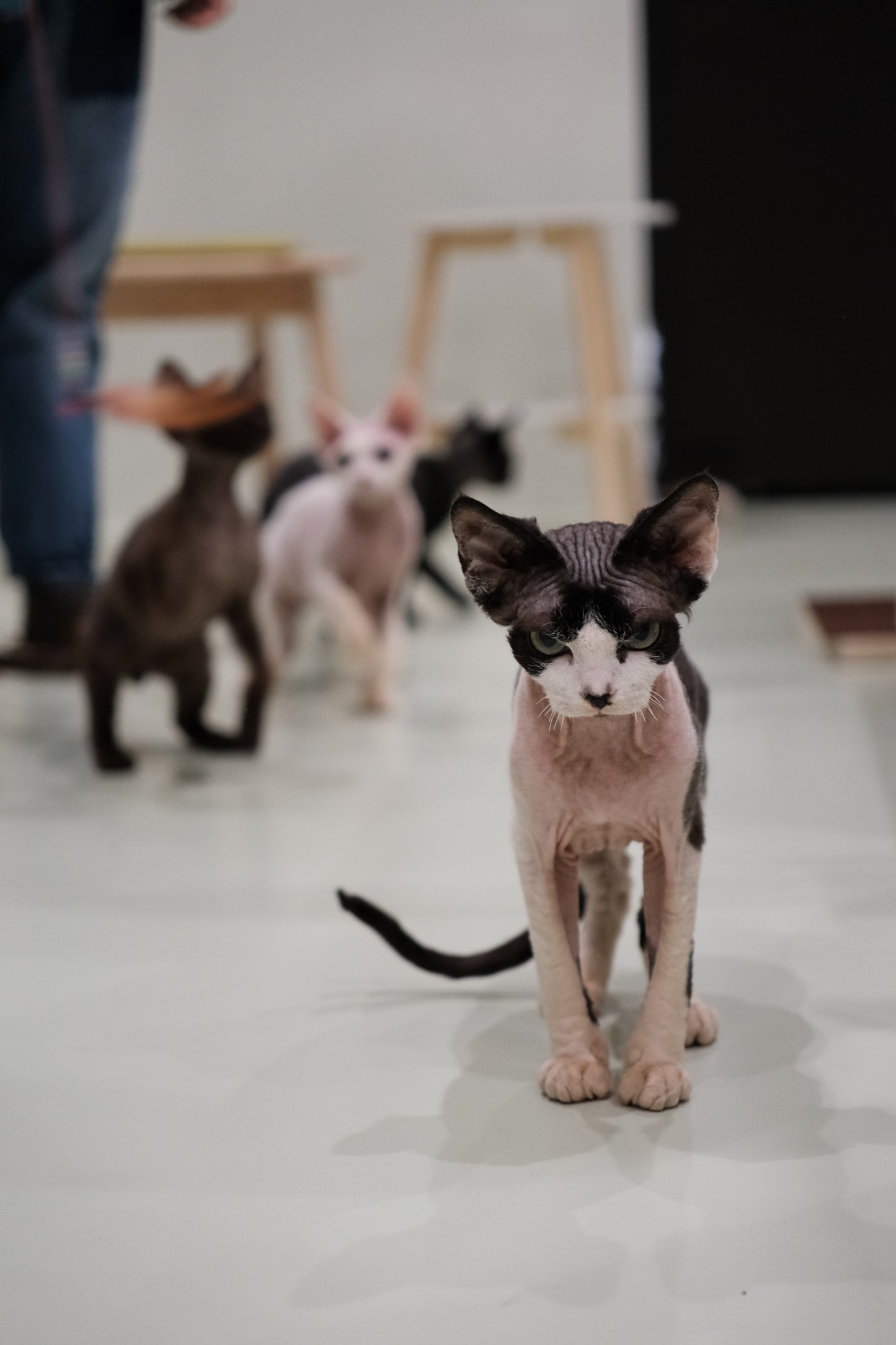 動物たちと会いましょう！