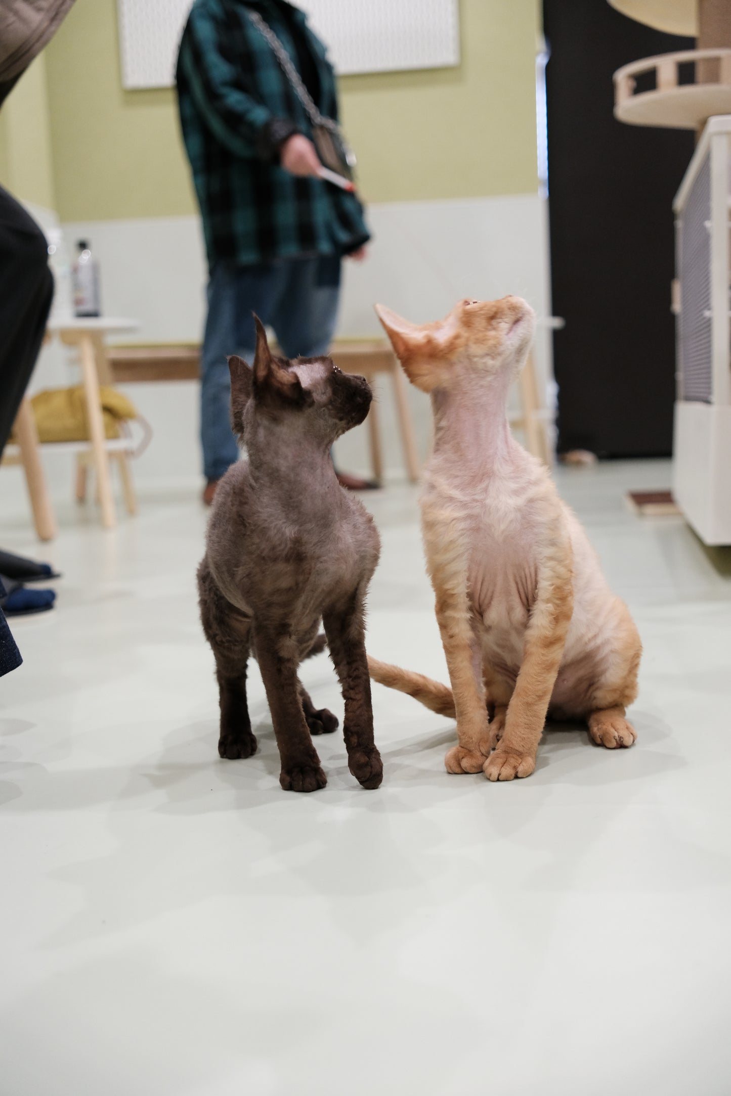 動物たちと会いましょう！