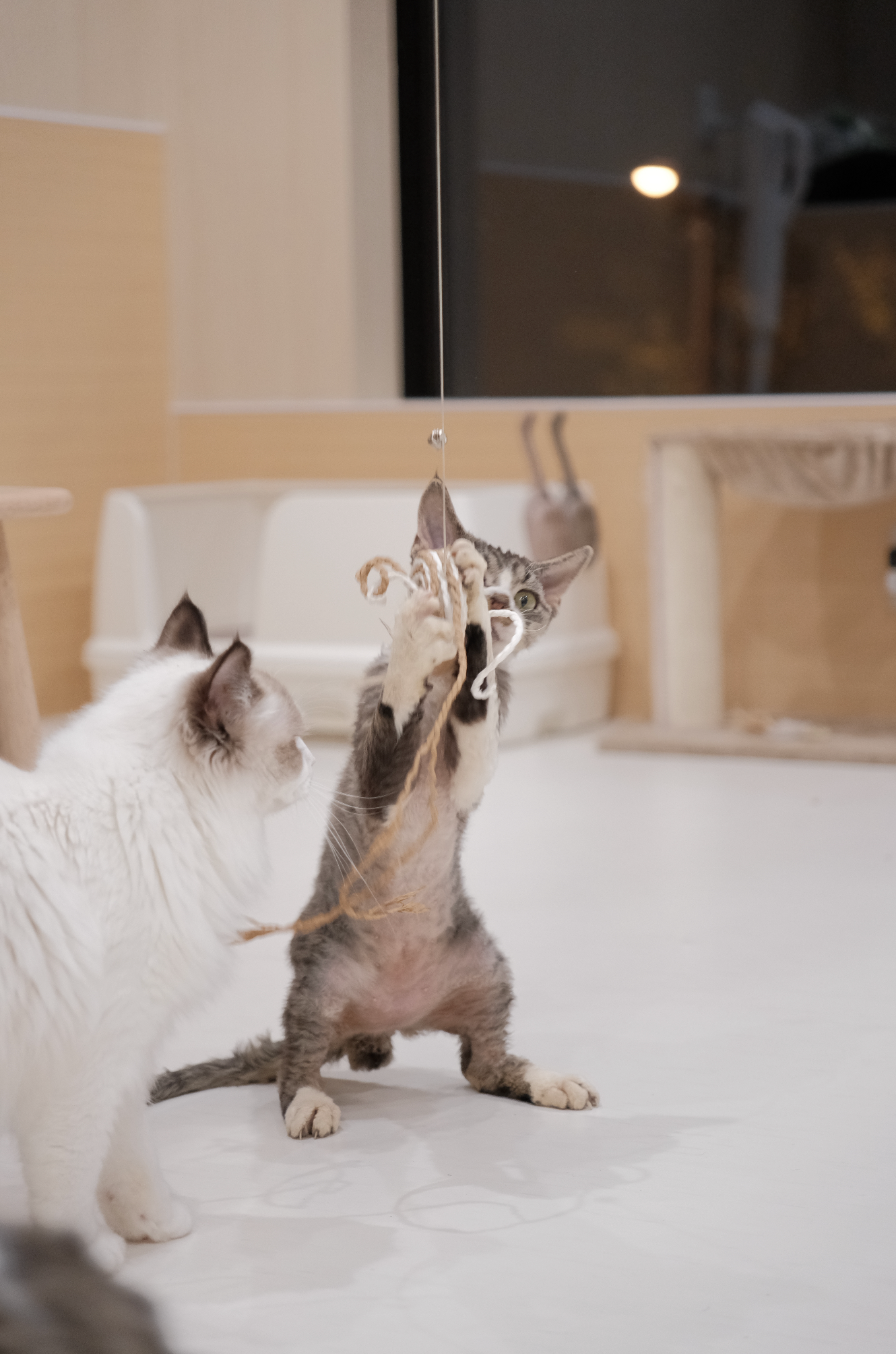 動物たちと会いましょう！