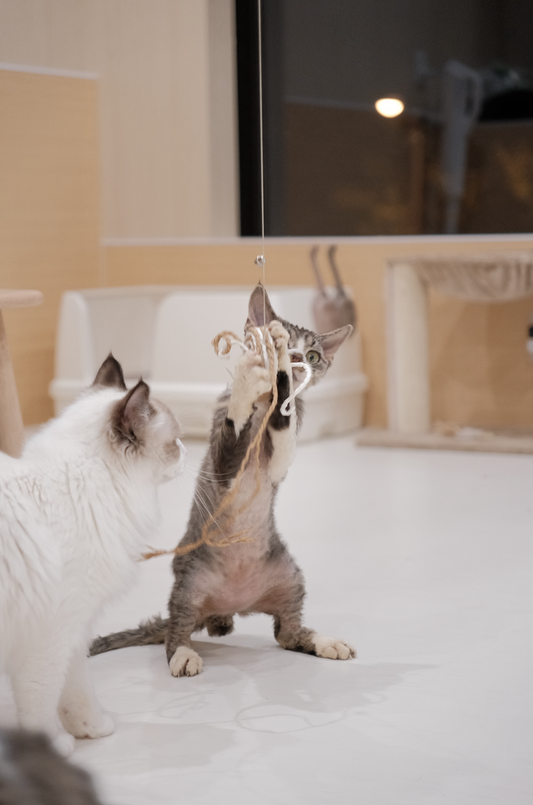 Let's meet our animals! :D